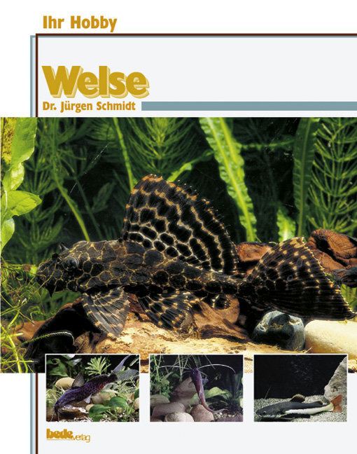 Welse main product photo