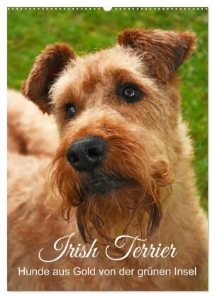 Irish Terrier - Hunde aus Gold von der grünen Insel (Wandkale...