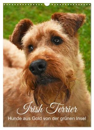 Irish Terrier - Hunde aus Gold von der grünen Insel (Wandkale...
