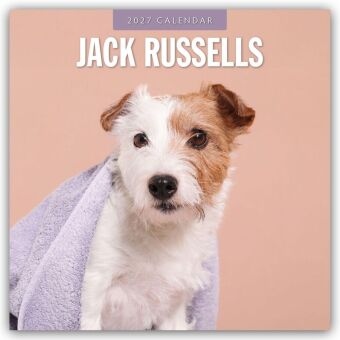 Jack Russells - Jack Russell Terrier 2027 - 16-Monatskalender