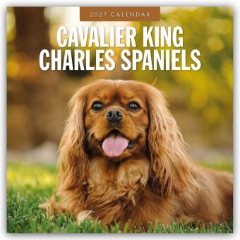 Cavalier King Charles Spaniels - Cavalier King Charles Spaniel...