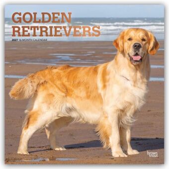 Golden Retrievers - Golden Retriever 2027 - 16-Monatskalender