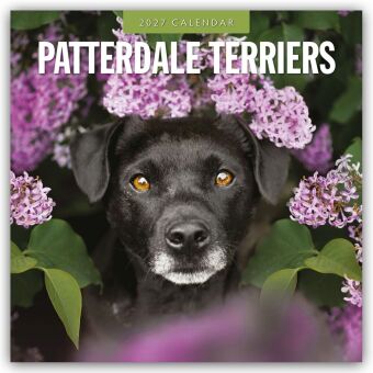 Patterdale Terriers - Patterdale Terrier - Schwarzer Terrier 2...