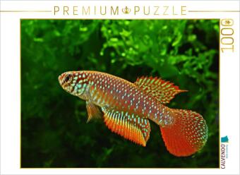 CALVENDO Puzzle Nematolebias catimbau, BRASILIEN | 1000 Teile ...