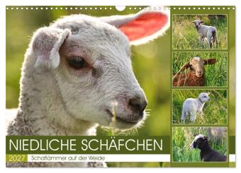 Niedliche Schäfchen (Wandkalender 2027 DIN A3 quer), CALVENDO...