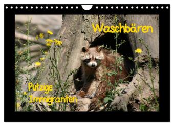 Waschbären (Wandkalender 2027 DIN A4 quer), CALVENDO Monatska...