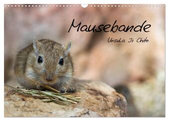 Mausebande (Wandkalender 2027 DIN A3 quer), CALVENDO Monatskal...