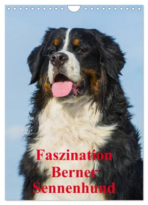 Faszination Berner Sennenhund (Wandkalender 2027 DIN A4 hoch),...