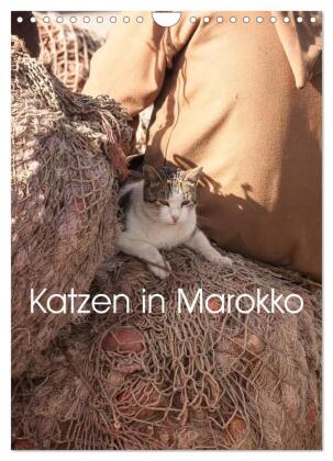 Katzen in Marokko (Wandkalender 2027 DIN A4 hoch), CALVENDO Mo...