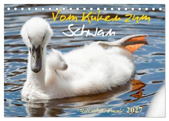 Vom Küken zum Schwan (Tischkalender 2027 DIN A5 quer), CALVEN...