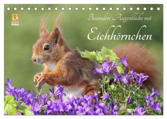 Besondere Augenblicke mit Eichhörnchen (Tischkalender 2027 DI...