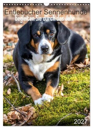 Entlebucher Sennenhunde begleiten Sie durch das Jahr (Wandkale...
