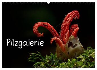 Pilzgalerie (Wandkalender 2027 DIN A2 quer), CALVENDO Monatska...