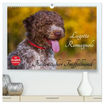 Lagotto Romagnolo - Italienischer Trüffelhund (hochwertiger P...