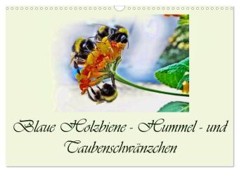 Blaue Holzbiene - Hummel - und Taubenschwänzchen. (Wandkalend...