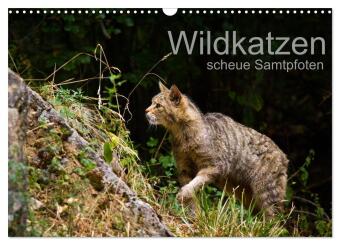 Wildkatzen - scheue Samtpfoten (Wandkalender 2027 DIN A3 quer)...
