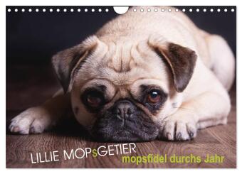 Lillie Mopsgetier - mopsfidel durchs Jahr (Wandkalender 2027 D...