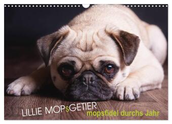 Lillie Mopsgetier - mopsfidel durchs Jahr (Wandkalender 2027 D...