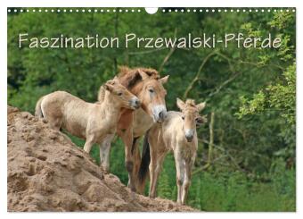 Faszination Przewalski-Pferde (Wandkalender 2027 DIN A3 quer),...
