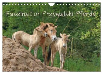 Faszination Przewalski-Pferde (Wandkalender 2027 DIN A4 quer),...
