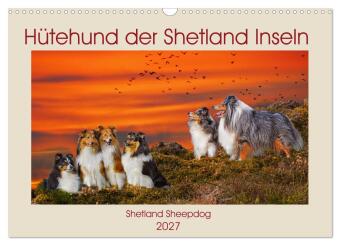 Hütehund der Shetland Inseln - Shetland Sheepdog (Wandkalende...