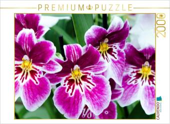 CALVENDO Puzzle Miltonia Orchideen 2000 Teile Puzzle quer | 2000 Teile Lege-Größe 90 × 67 cm Foto-Puzzle für glückliche Stunden