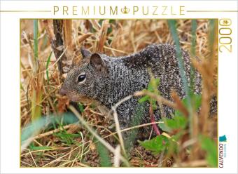 CALVENDO Puzzle Kalifornischer Ziesel am Battery Point Leuchtt...