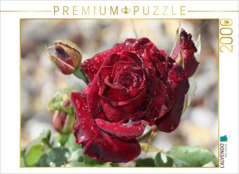 CALVENDO Puzzle Zauberhafte Rosen 2000 Teile Puzzle quer | 2000 Teile Lege-Größe 90 × 67 cm Foto-Puzzle für glückliche Stunden