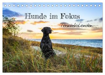 Hunde im Fokus (Tischkalender 2027 DIN A5 quer), CALVENDO Mona...