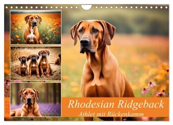 Rhodesian Ridgeback - Athlet mit Rückenkamm (Wandkalender 202...