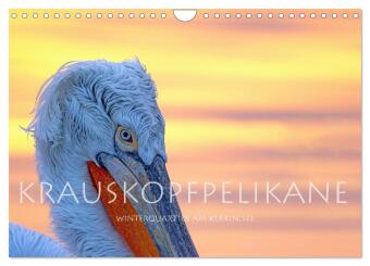 Krauskopfpelikane (Wandkalender 2027 DIN A4 quer), CALVENDO Mo...