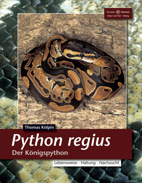 Python regius main product photo