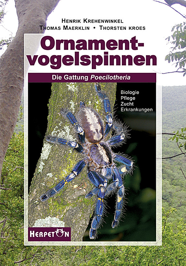 Ornamentvogelspinnen main product photo