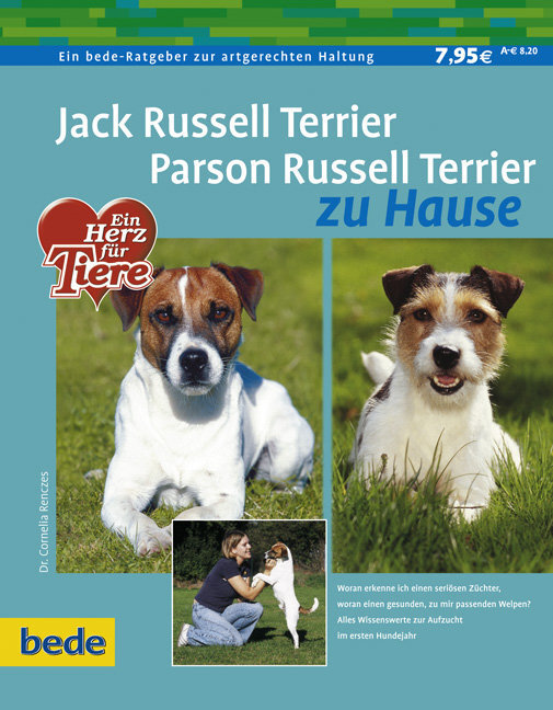 Jack Russell Terrier, Parson Russell Terrier zu Hause main product photo