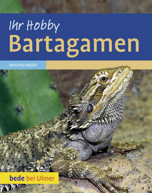 Bartagamen main product photo