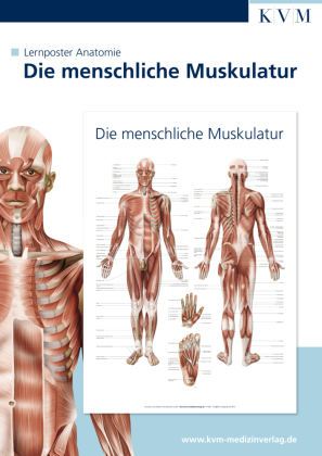 Die menschliche Muskulatur, 1 Poster