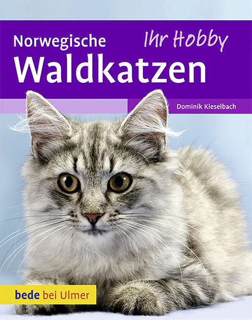 Norwegische Waldkatzen main product photo