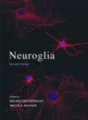 Neuroglia