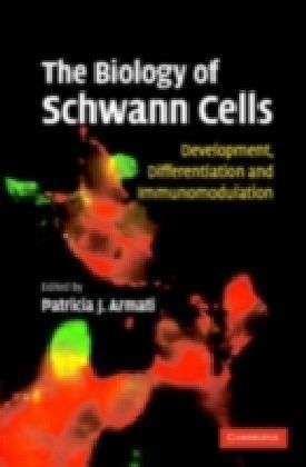 Biology of Schwann Cells