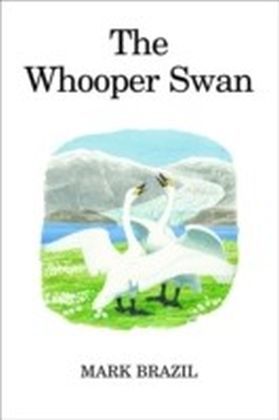 Whooper Swan main product photo
