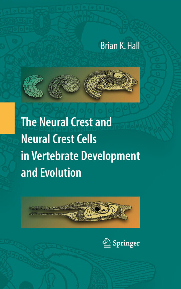 The Neural Crest and Neural Crest Cells in Vertebrate Development and Evolution main product photo