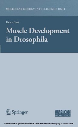 Muscle Development in Drosophilia