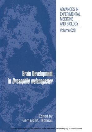 Brain Development in Drosophila melanogaster