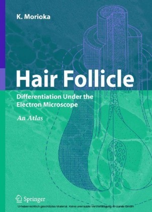 Hair Follicle
