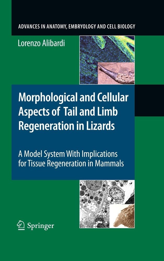 Morphological and Cellular Aspects of Tail and Limb Regeneration in Lizards main product photo
