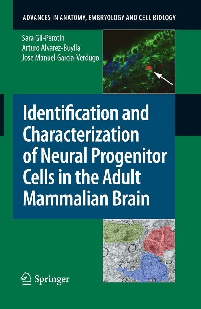Identification and Characterization of Neural Progenitor Cells in the Adult Mammalian Brain main product photo
