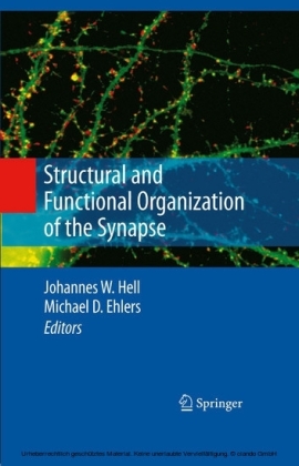 Structural and Functional Organization of the Synapse