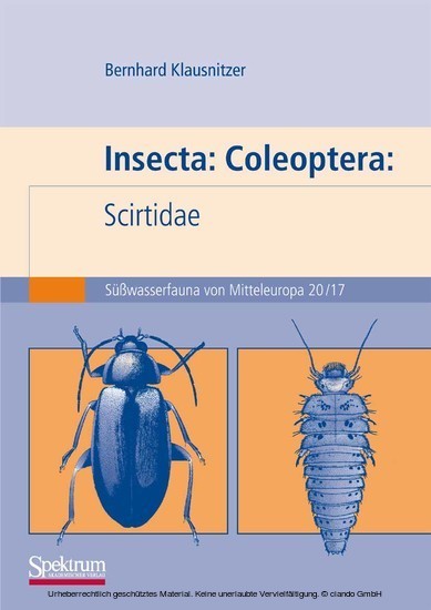 Insecta: Coleoptera: Scirtidae main product photo