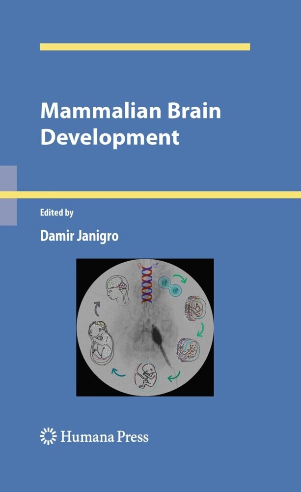 Mammalian Brain Development main product photo