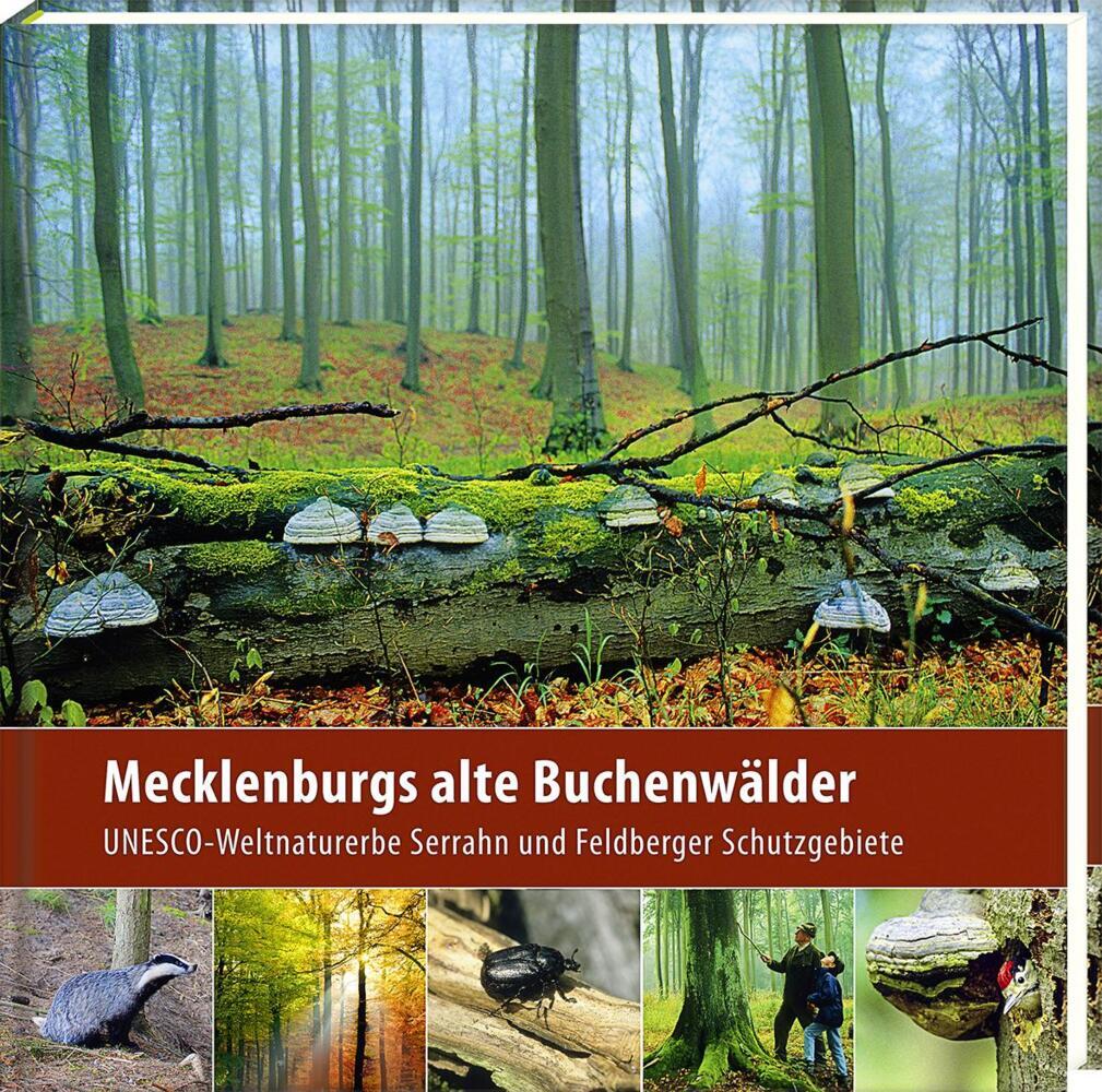 Mecklenburgs alte Buchenwälder main product photo